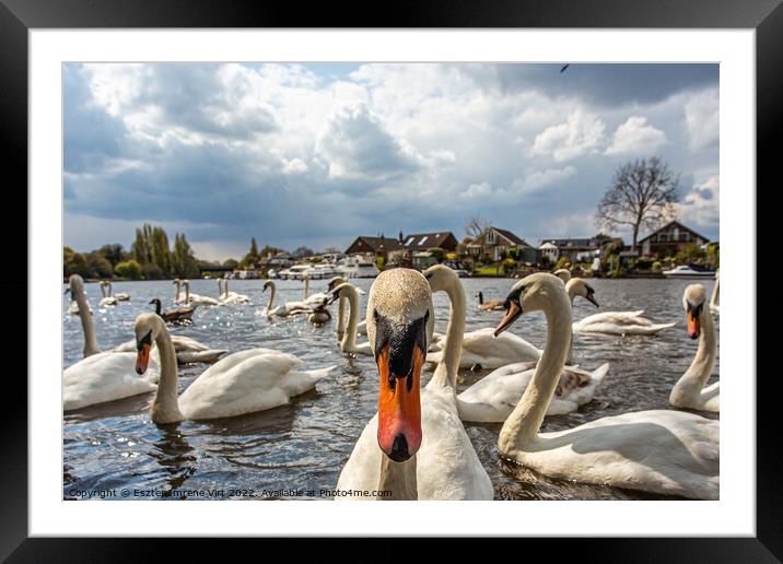 Portrait of a curious swan on the River Thames Framed Mounted Print by Eszter Imrene Virt