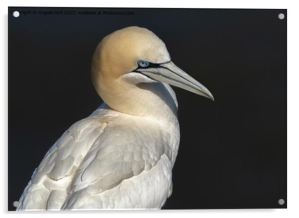 Gannet. Acrylic by Angela Aird