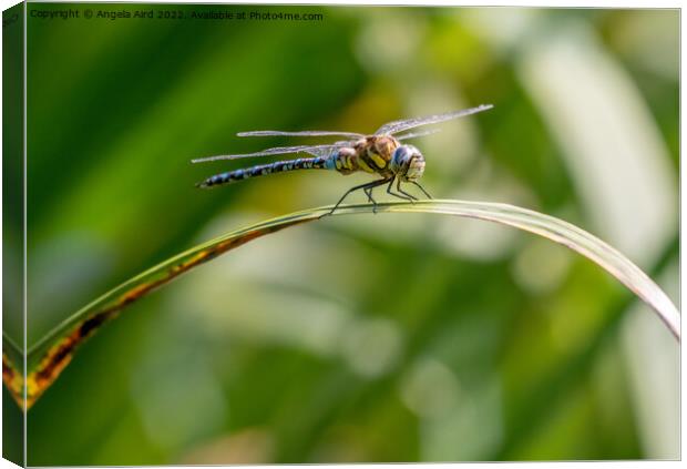 Common Hawker Darner. Canvas Print by Angela Aird