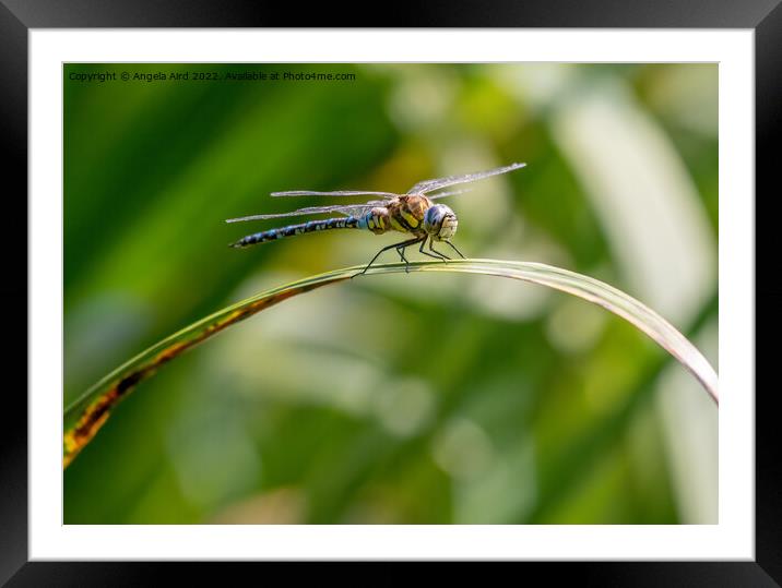Common Hawker Darner. Framed Mounted Print by Angela Aird