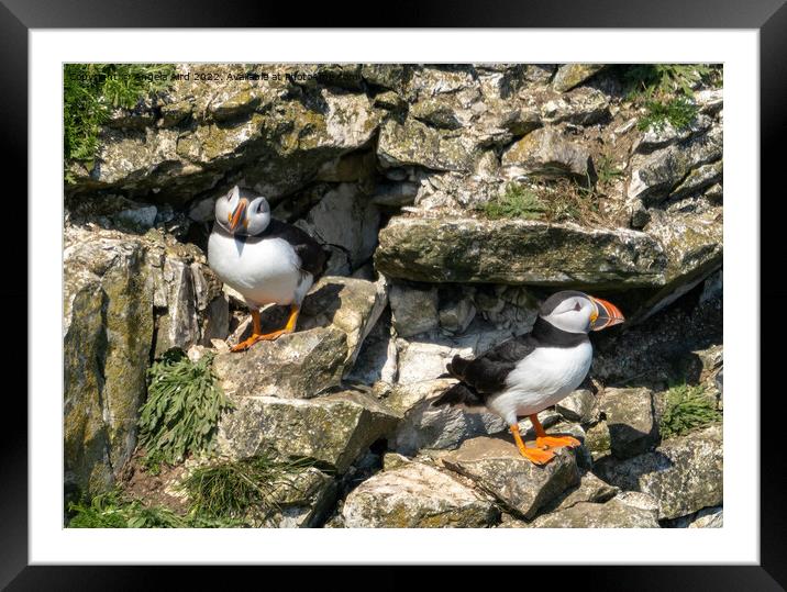 Puffins. Framed Mounted Print by Angela Aird