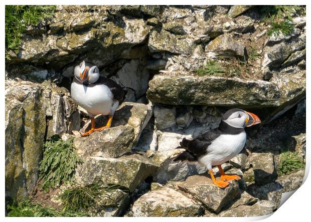 Puffins. Print by Angela Aird