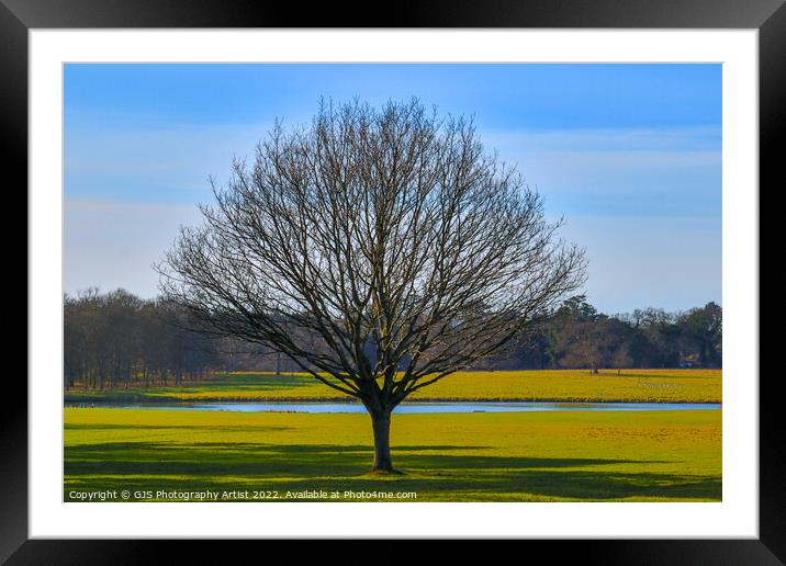 A Lonely Tree Framed Mounted Print by GJS Photography Artist