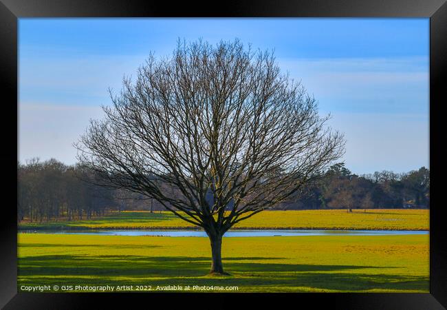 A Lonely Tree Framed Print by GJS Photography Artist