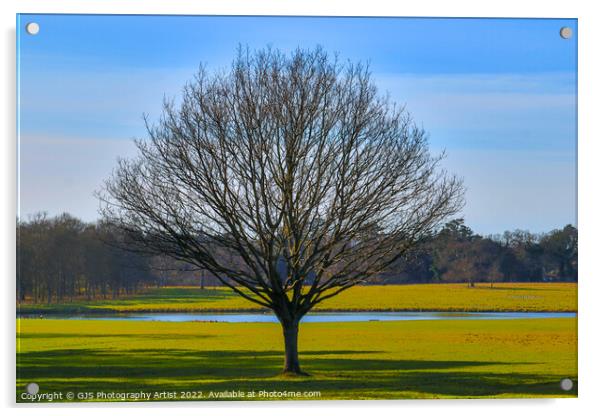 A Lonely Tree Acrylic by GJS Photography Artist