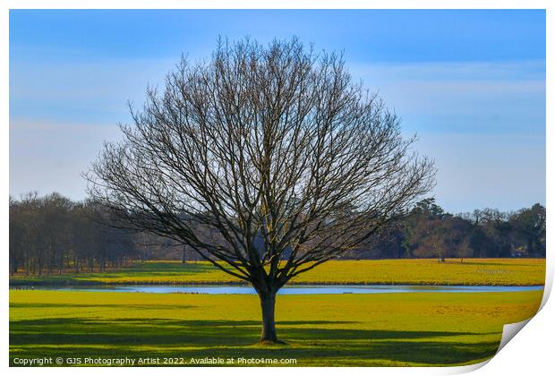 A Lonely Tree Print by GJS Photography Artist