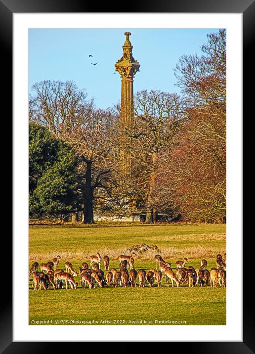Deer Feeding at Holkham Hall Framed Mounted Print by GJS Photography Artist