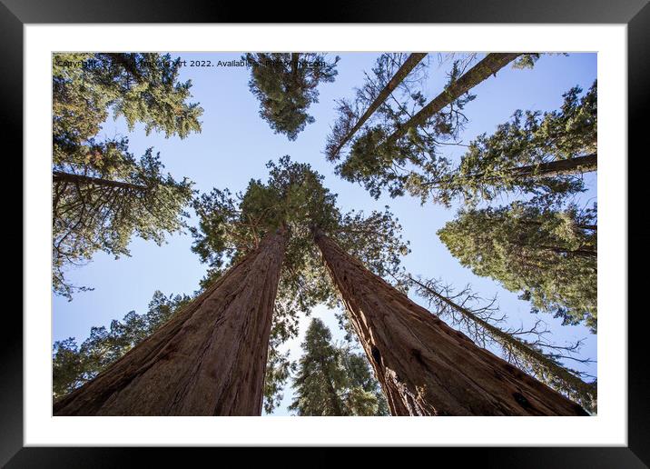 Sequoia trees Framed Mounted Print by Eszter Imrene Virt