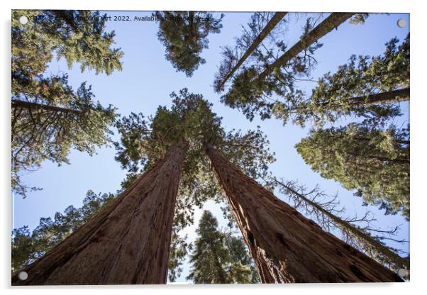 Sequoia trees Acrylic by Eszter Imrene Virt