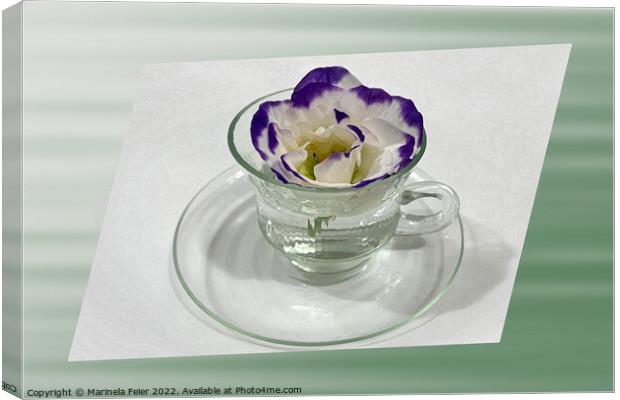 Purple white flower in a cup Canvas Print by Marinela Feier