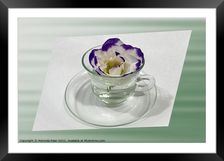 Purple white flower in a cup Framed Mounted Print by Marinela Feier