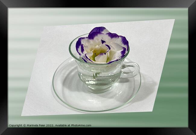 Purple white flower in a cup Framed Print by Marinela Feier