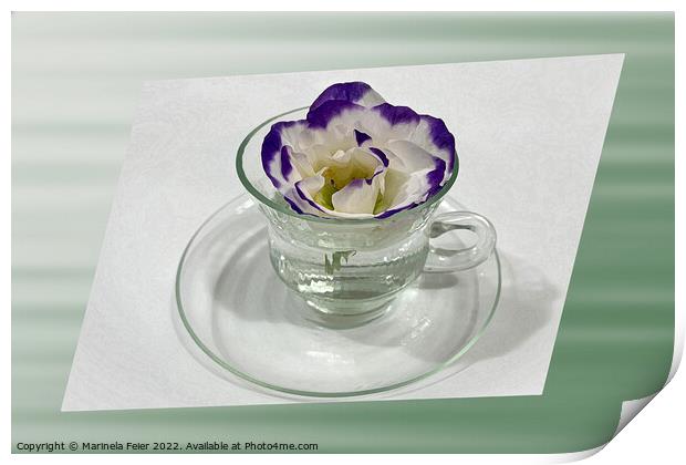 Purple white flower in a cup Print by Marinela Feier