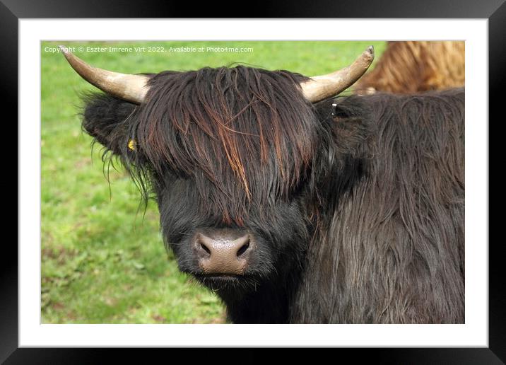 A Scottish hairy cow Framed Mounted Print by Eszter Imrene Virt