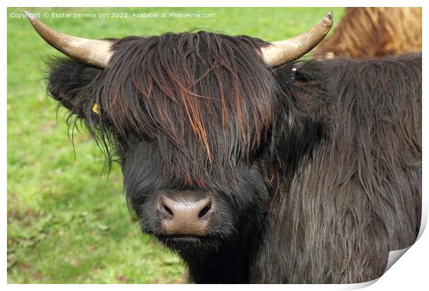 A Scottish hairy cow Print by Eszter Imrene Virt