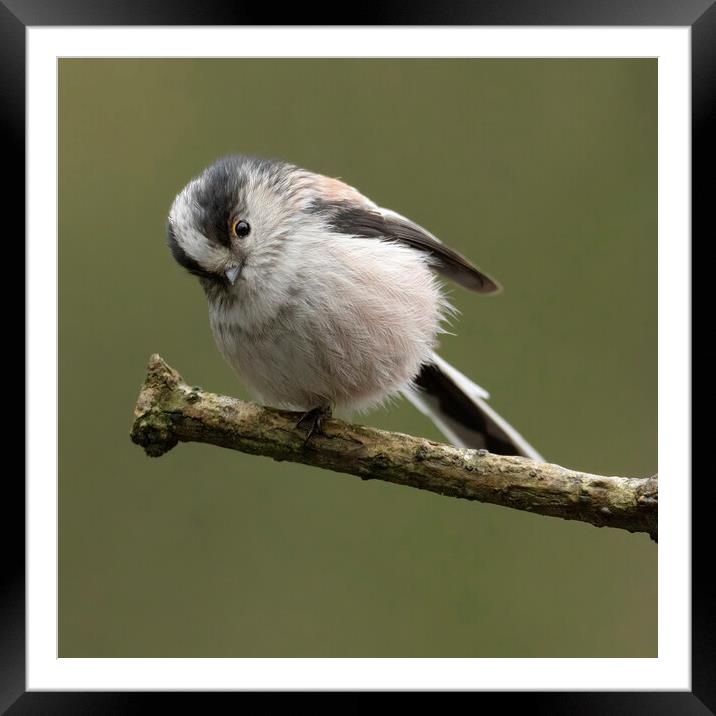 Cheeky Long tailed tit Framed Mounted Print by Jonathan Thirkell