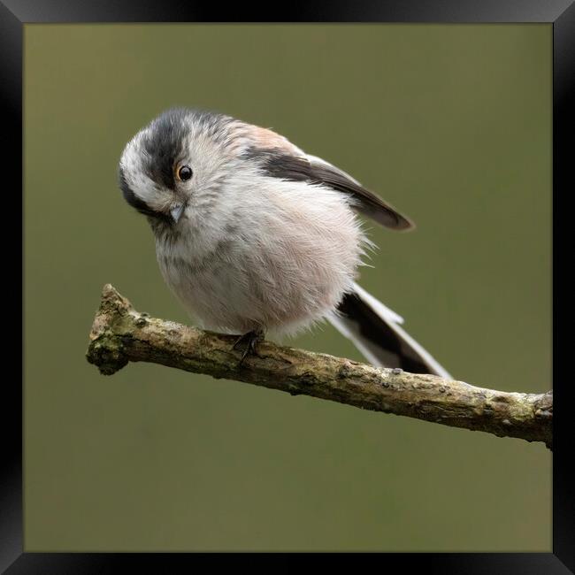 Cheeky Long tailed tit Framed Print by Jonathan Thirkell