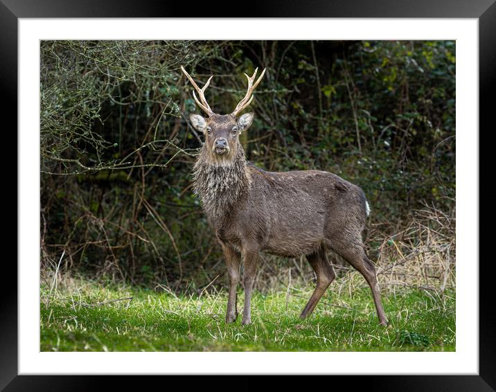 Sika Deer Stag. Framed Mounted Print by Colin Allen