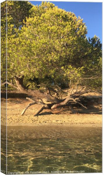 Pine Tree Leaning on the Beach. Canvas Print by Alix Forestier