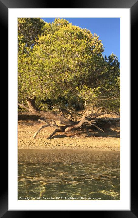 Pine Tree Leaning on the Beach. Framed Mounted Print by Alix Forestier