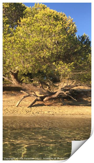 Pine Tree Leaning on the Beach. Print by Alix Forestier