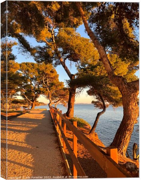 Pathway under the Pine Trees. Canvas Print by Alix Forestier