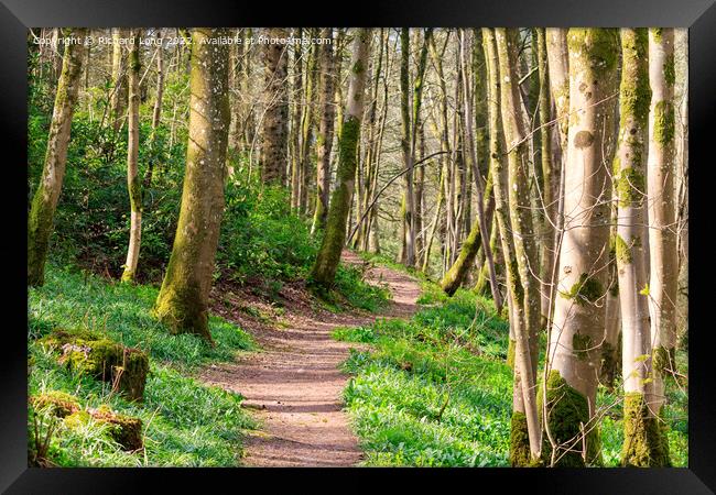 Woodland foot path Framed Print by Richard Long