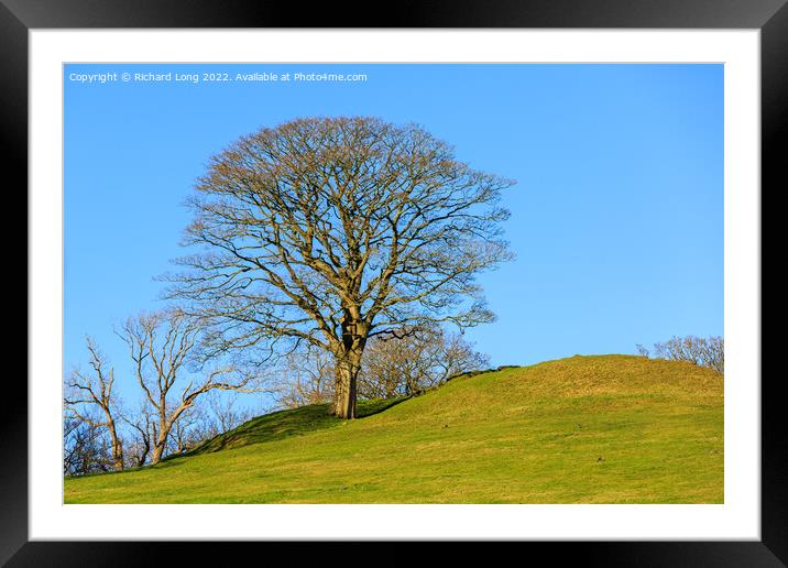 Sycamore tree Framed Mounted Print by Richard Long