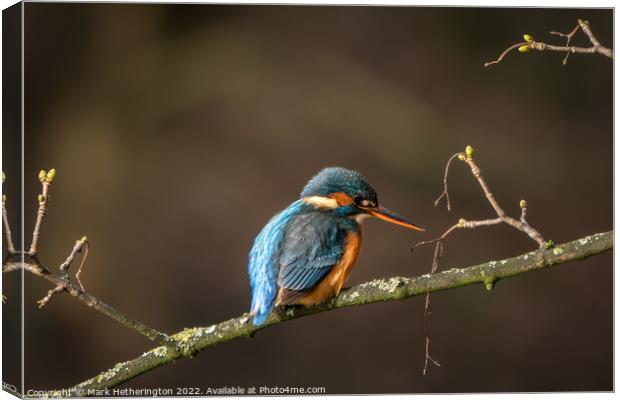 Kingfisher waiting for lunch  Canvas Print by Mark Hetherington