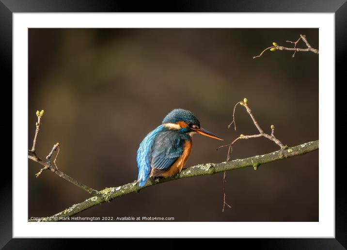 Kingfisher waiting for lunch  Framed Mounted Print by Mark Hetherington