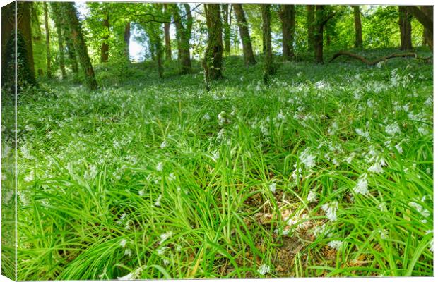 Enchanting Snowdrop Scenery Canvas Print by Roger Mechan