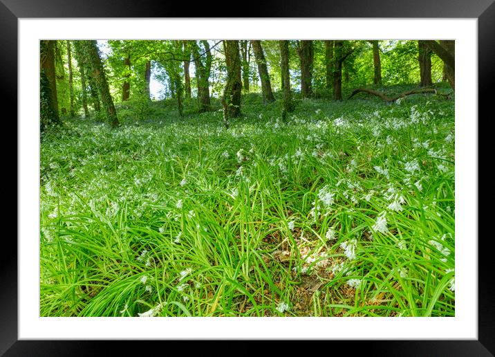 Enchanting Snowdrop Scenery Framed Mounted Print by Roger Mechan