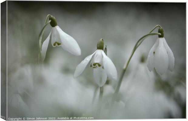 Three Snowdrops Canvas Print by Simon Johnson