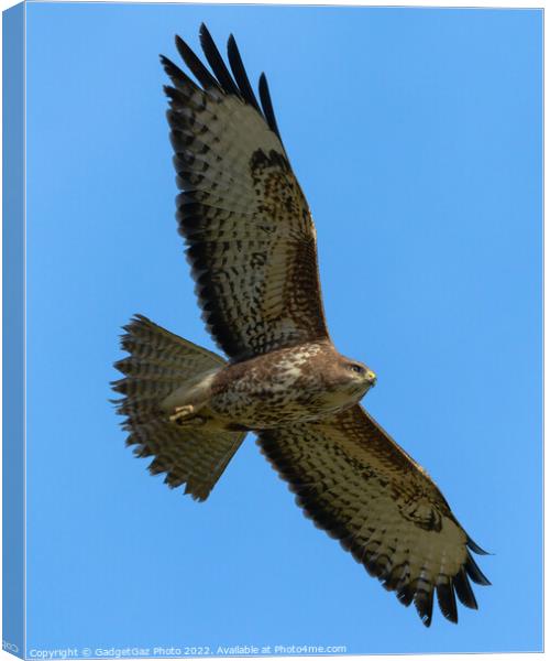 A Buzzard soaring across the blue sky Canvas Print by GadgetGaz Photo