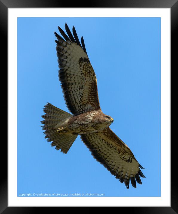 A Buzzard soaring across the blue sky Framed Mounted Print by GadgetGaz Photo