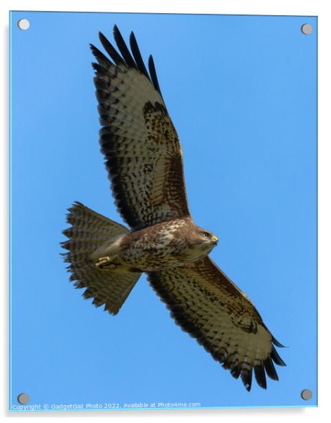 A Buzzard soaring across the blue sky Acrylic by GadgetGaz Photo