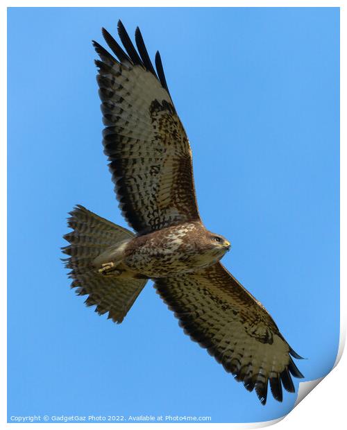 A Buzzard soaring across the blue sky Print by GadgetGaz Photo