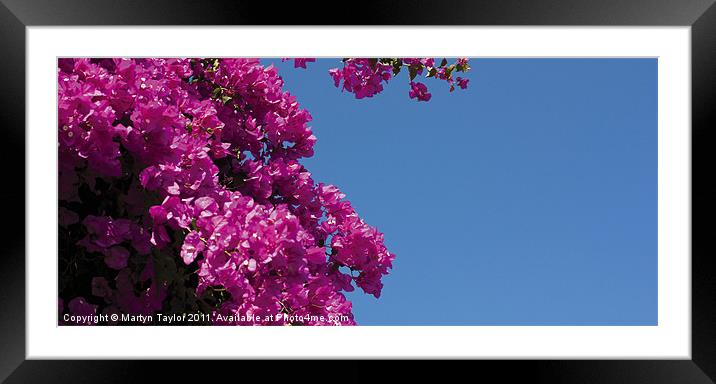 Pink on Blue Framed Mounted Print by Martyn Taylor