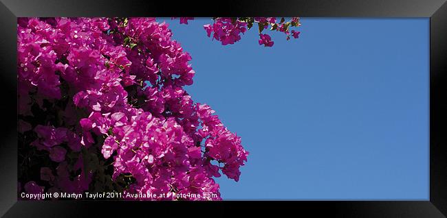 Pink on Blue Framed Print by Martyn Taylor