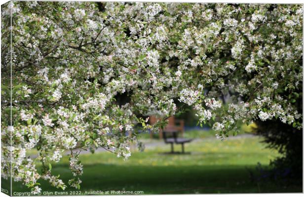 Apple Blossom Canvas Print by Glyn Evans