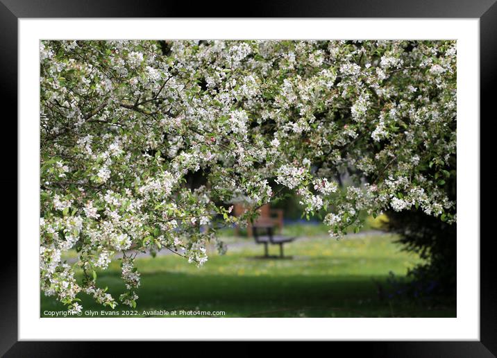 Apple Blossom Framed Mounted Print by Glyn Evans