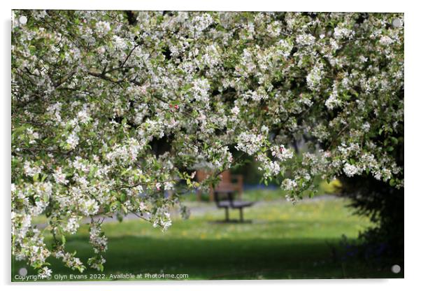 Apple Blossom Acrylic by Glyn Evans