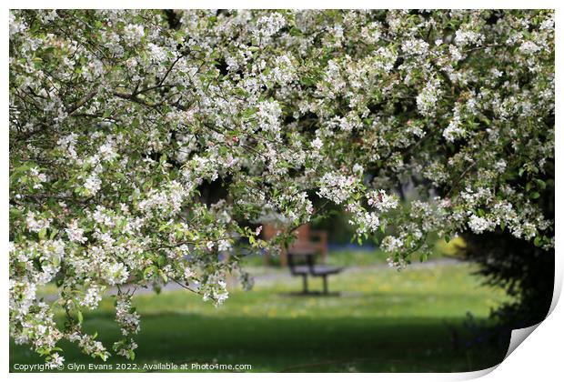 Apple Blossom Print by Glyn Evans