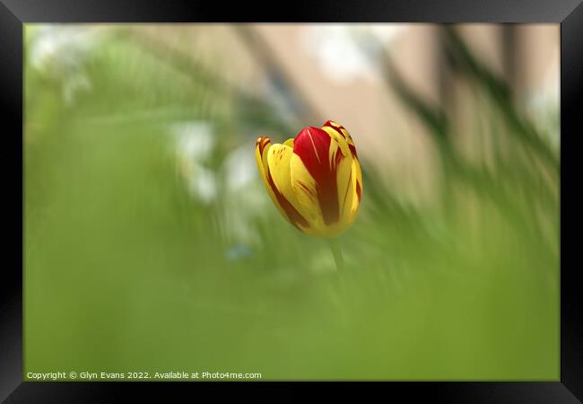 Tulip Framed Print by Glyn Evans