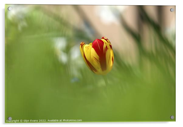 Tulip Acrylic by Glyn Evans