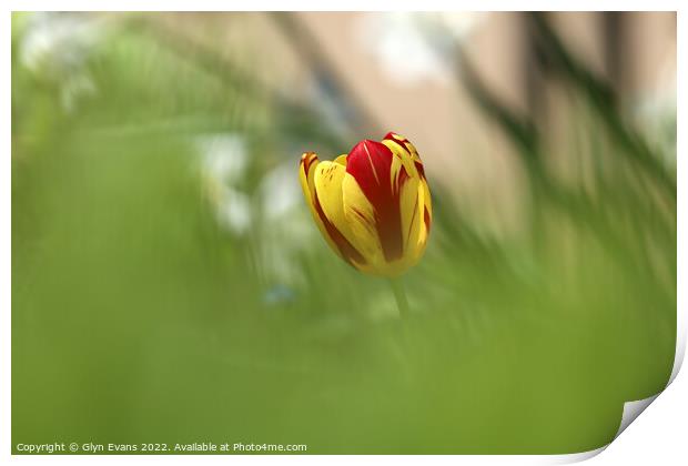 Tulip Print by Glyn Evans