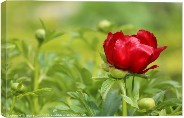 Red Peony Canvas Print by Glyn Evans