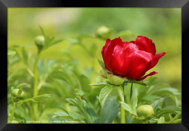 Red Peony Framed Print by Glyn Evans