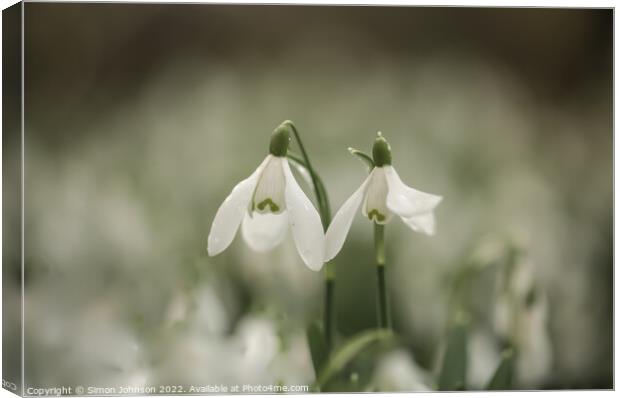 Snowdrops together for valentines Canvas Print by Simon Johnson