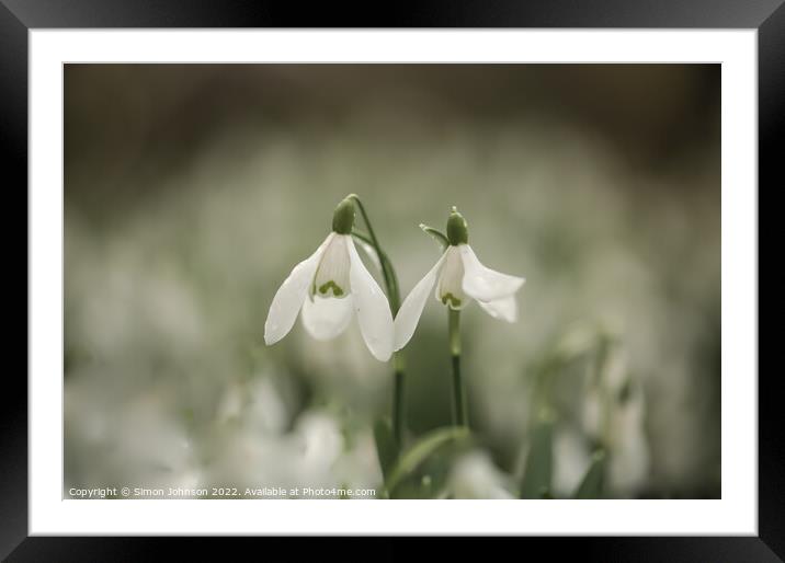Snowdrops together for valentines Framed Mounted Print by Simon Johnson